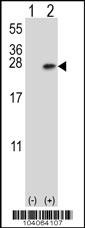 YWHAB Antibody