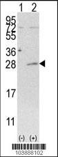 AK4 Antibody