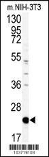 PEBP1 Antibody