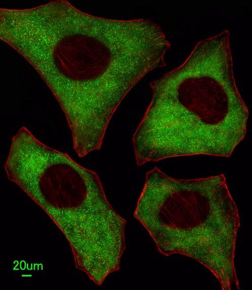 PACSIN2 Antibody