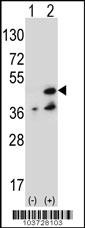 NME7 Antibody