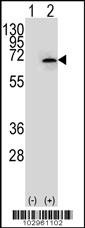 NEK3 Antibody