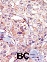 GSG2 Antibody