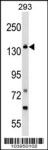 GAK Antibody