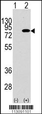 PIK3R2 Antibody