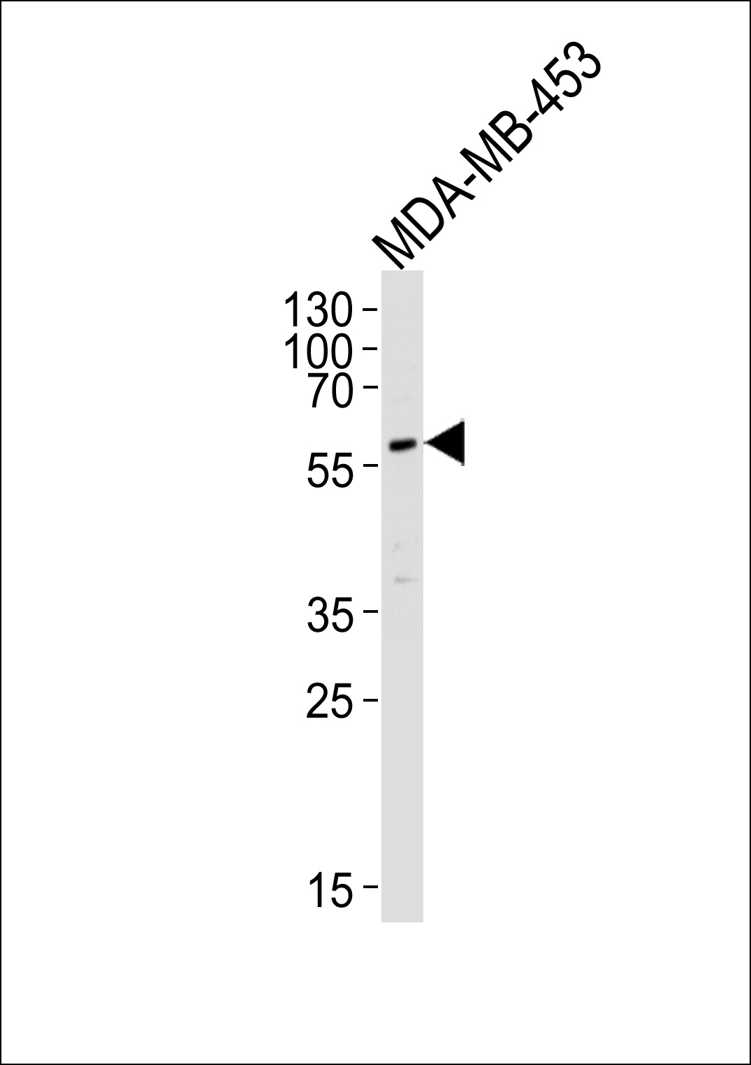 PIK3R3 Antibody