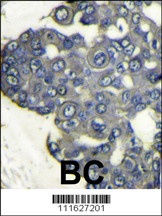 PI3KCD Antibody
