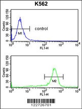 RPS6KB2 Antibody