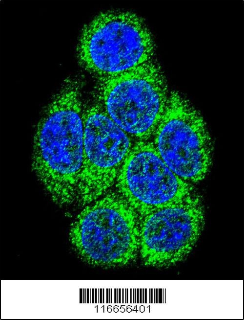 CYP3A43 Antibody