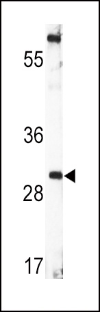 BDNF Antibody