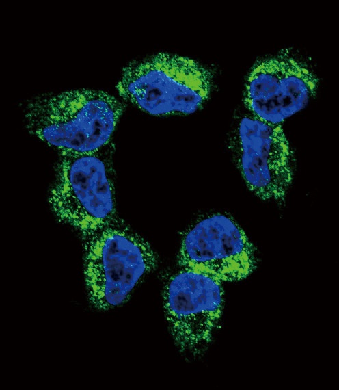 BDNF Antibody