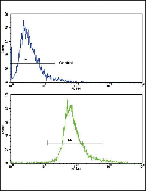 BDNF Antibody