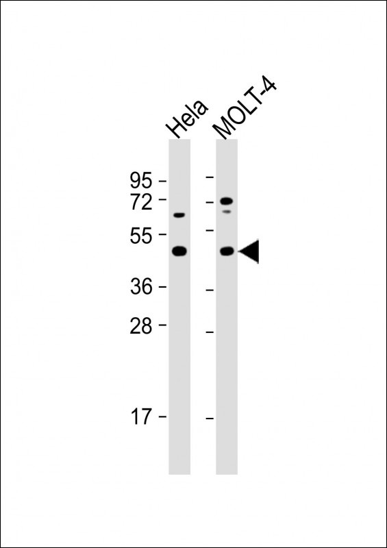 MAP2K2 Antibody