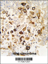 CYP4X1 Antibody