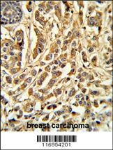 CYP21A2 Antibody