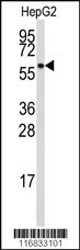 ALDH4A1 Antibody