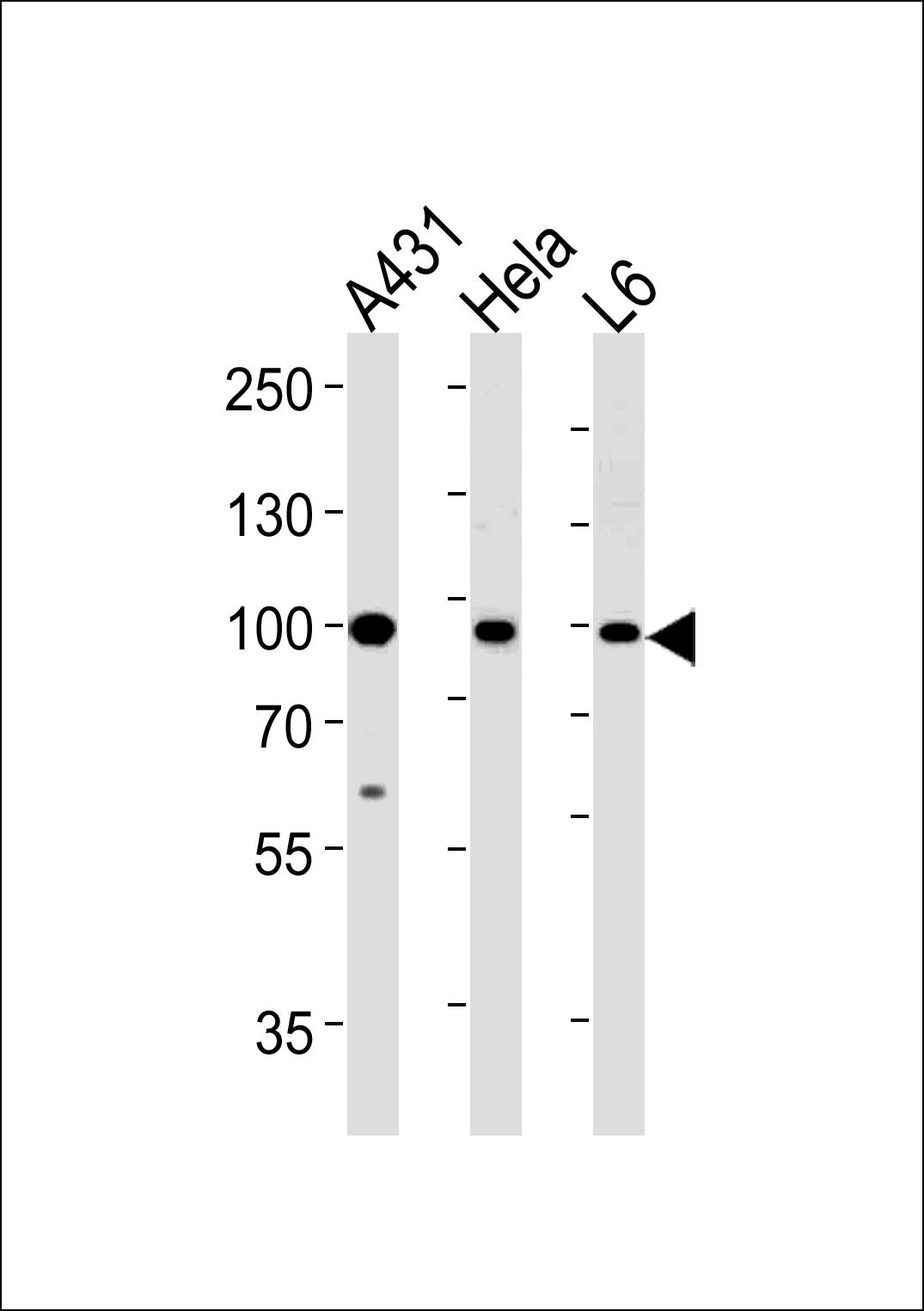 HSP90AB1 Antibody