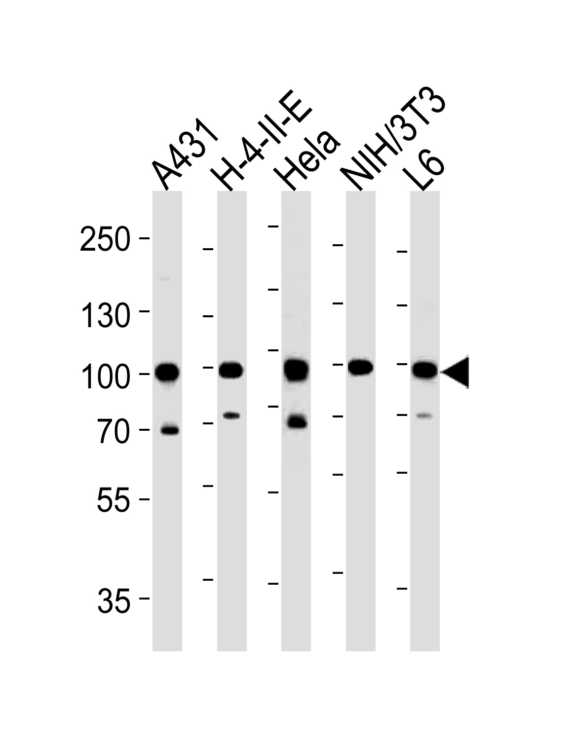 HSP90AB1 Antibody