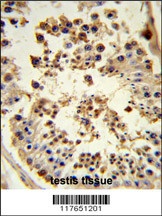 HSP90AB1 Antibody