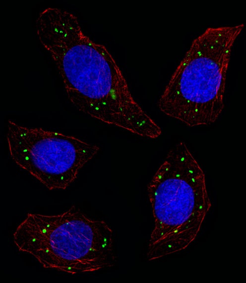 MERTK Antibody