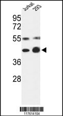 COPS3 Antibody