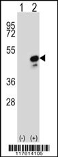 COPS3 Antibody