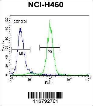 ACHE Antibody