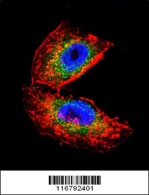 ACHE Antibody