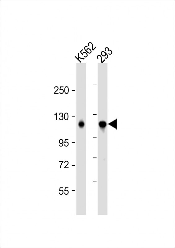 IARS2 Antibody