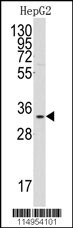 C1QBP Antibody