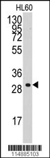 CCNC Antibody