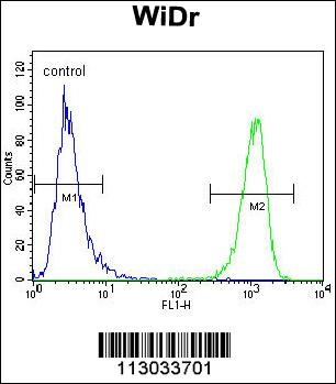 MUC20 Antibody