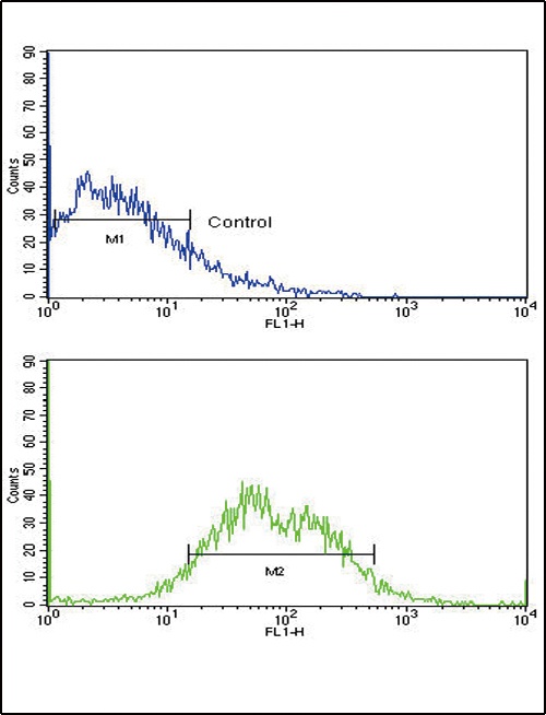 ACVRL1 Antibody