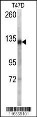 DSG2 Antibody