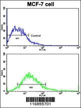 DSG2 Antibody
