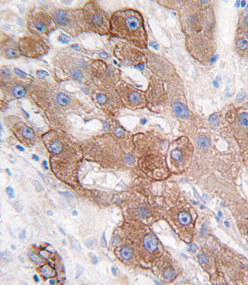 CYP3A5 Antibody