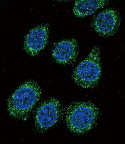 CYP3A5 Antibody