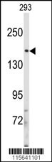 IRS2 Antibody