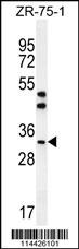 AREG Antibody