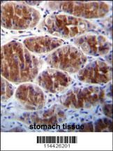 AREG Antibody