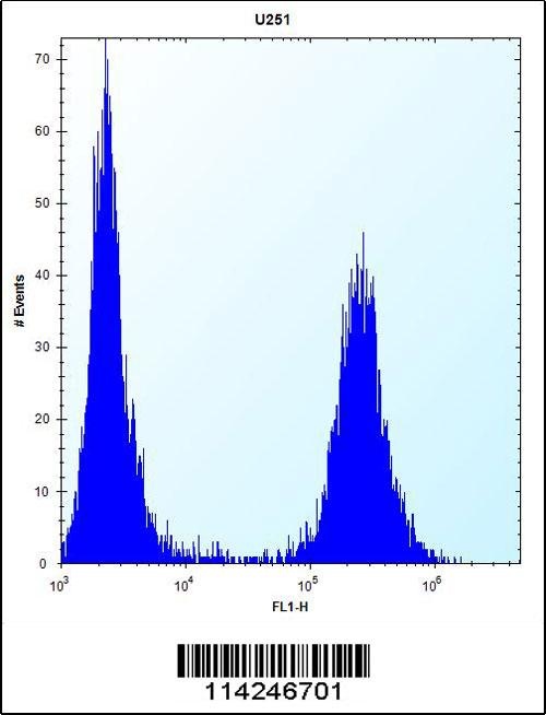 FLNA Antibody