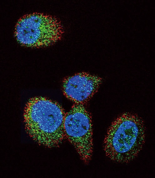 HRAS Antibody