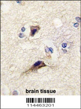 NTF3 Antibody