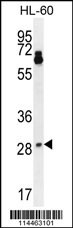NTF3 Antibody