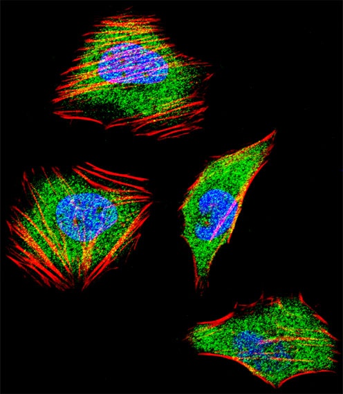 SMAD4 Antibody