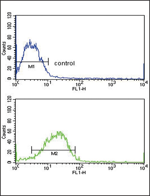 SMAD4 Antibody