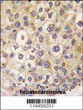 ARHE Antibody