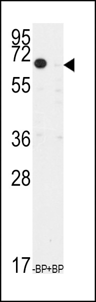 KLF10 Antibody