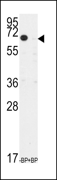 TIEG Antibody