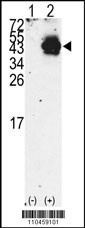 PDX1 Antibody